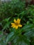 Wedelia chinensis or Sphagneticola trilobata or theÂ Bay Biscayne creeping oxeye or Singapore daisy or creeping oxeye